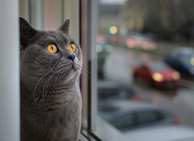 Sivá mačka sedí pri okne.jpg
