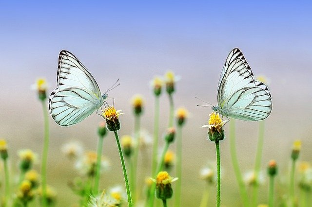 dva motýli.jpg